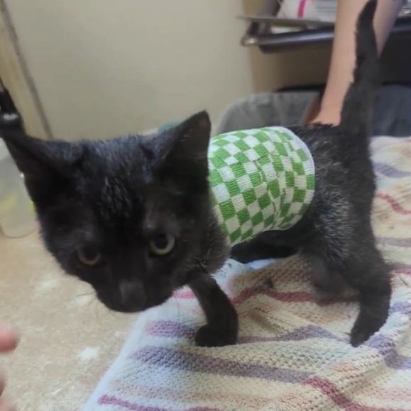 Meet your Posher, Adrienne - Picture 10 of 16